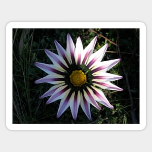 Gazania 7 Sticker